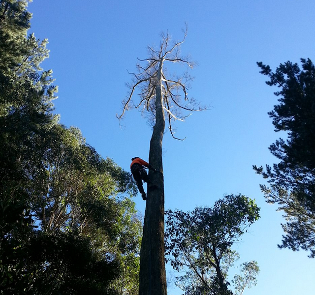 Tree removal Woodend