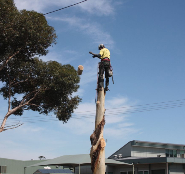 Tree Stump Removal Woodend