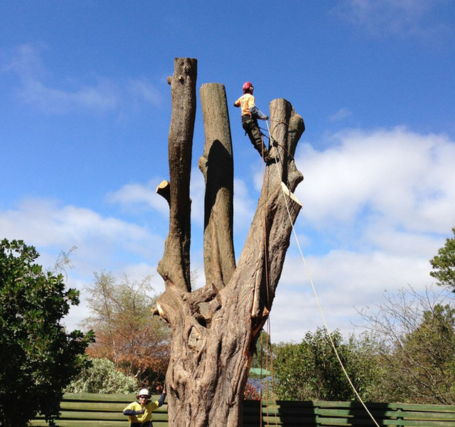 Tree removal Gisborne