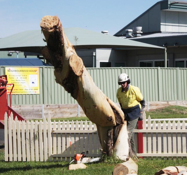 Tree Stump Removal Gisborne