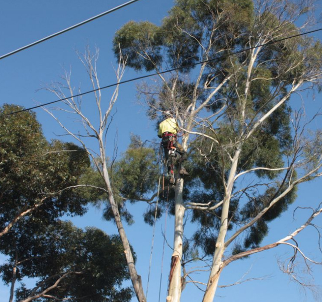 Tree Arborist Kyneton